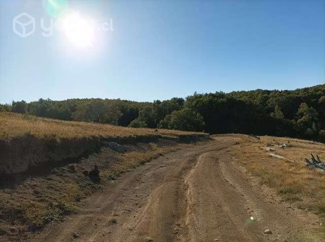 Excelente terreno con bosque nativo adulto