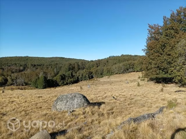 Excelente terreno con bosque nativo adulto