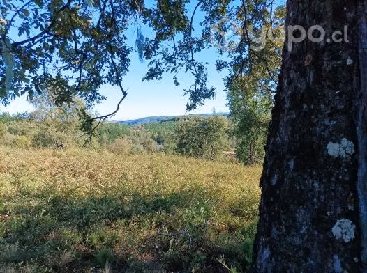 Excelente terreno con bosque nativo adulto