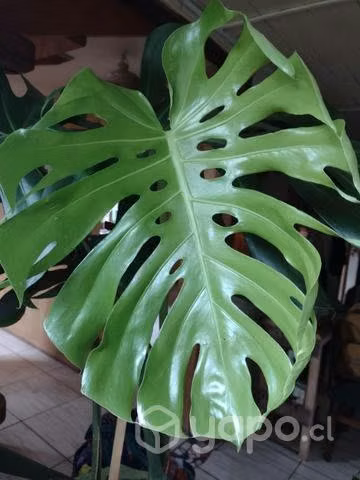 Monstera gigante