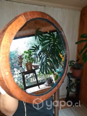 Monstera gigante