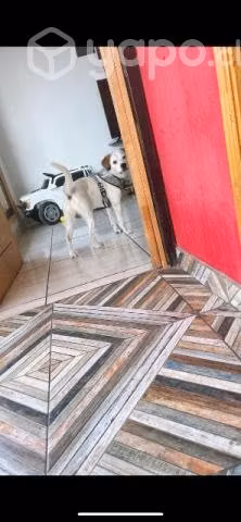 Mestizo