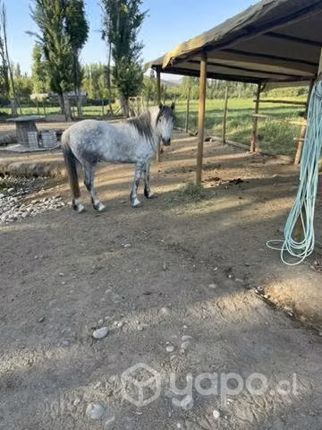 Yegua para paseo especial para cerro