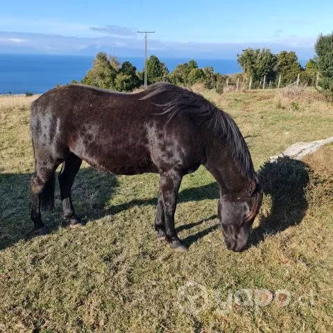 Caballo