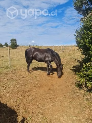 Caballo - Imagen 2