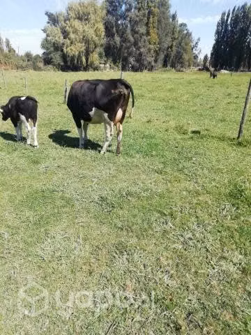 Vaca lechera