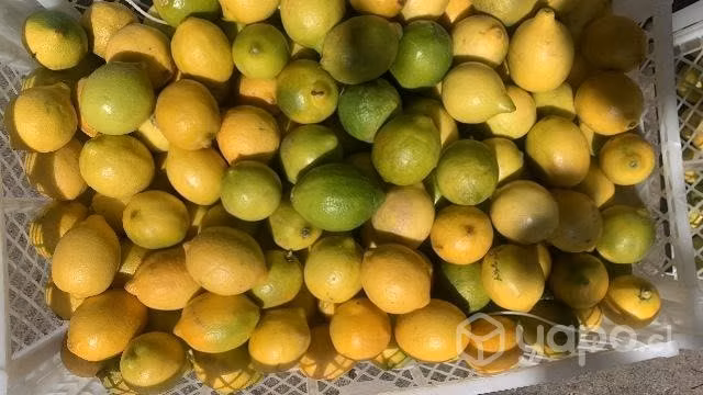 Palta y limones