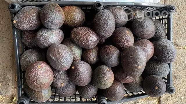Palta y limones