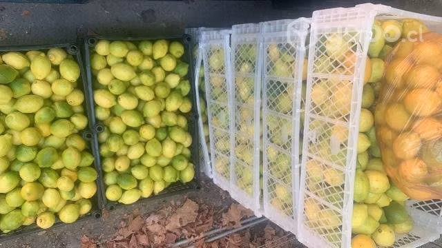 Palta y limones