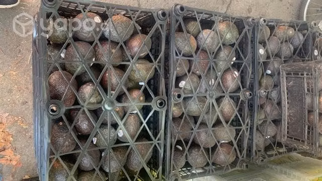 Palta y limones