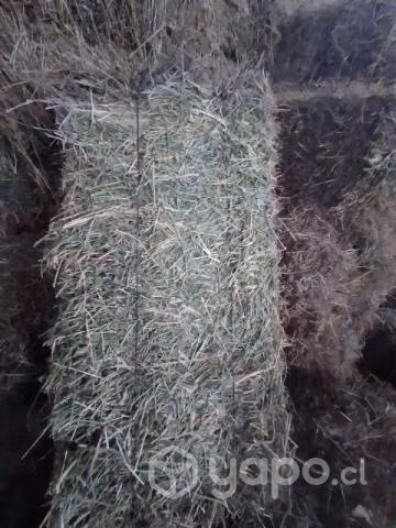 Fardos de alfalfa