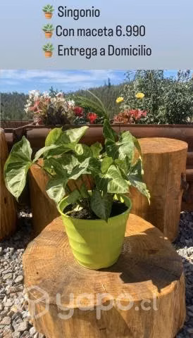 Plantas&suculentas variedad y calidad(decoravida)