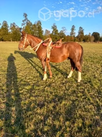 Caballo 4 años