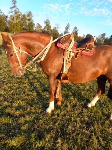 Caballo 4 años