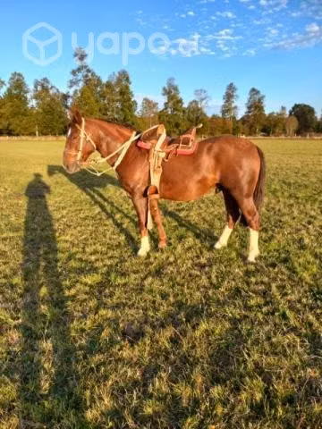Caballo 4 años