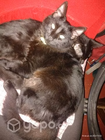 Gatitos machos - Imagen 3