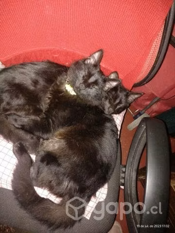Gatitos machos - Imagen 2