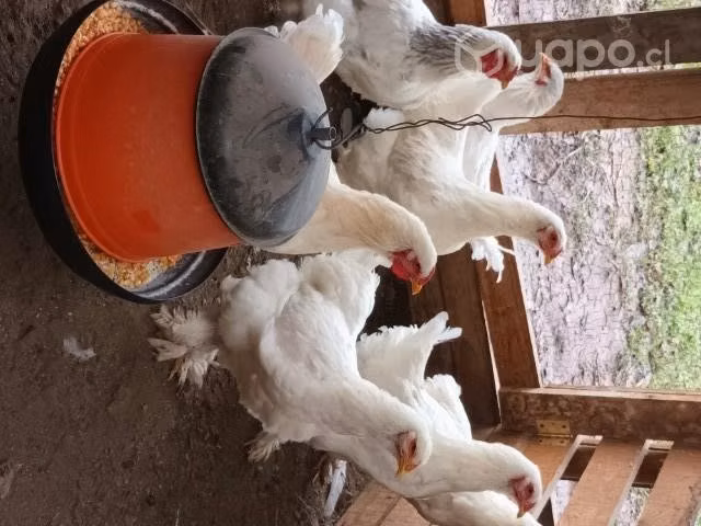 Huevos para incubar disponibles