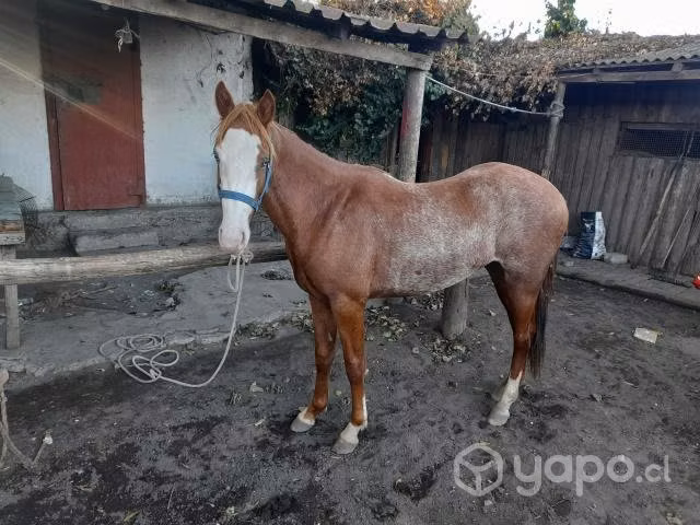 Potrillo