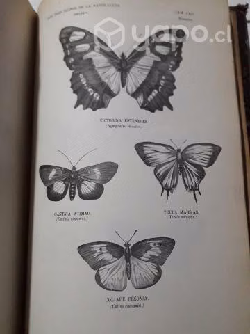 Museo Pintoresco de Historia Natural