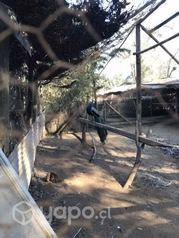 Pavo real