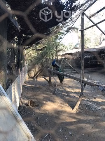 Pavo real