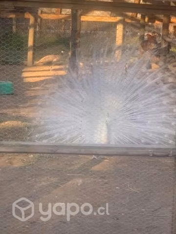 Pavo real