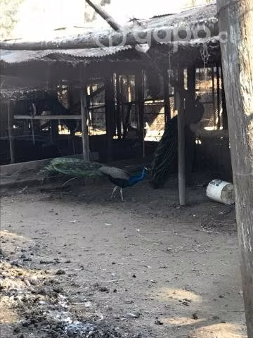 Pavo real