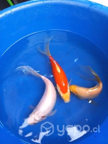 Peces de agua fría koiny carassius