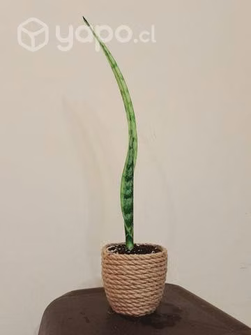 Planta de interior