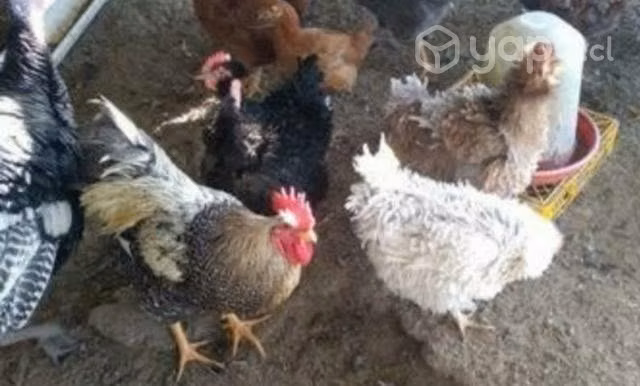 Gallinas ponedoras