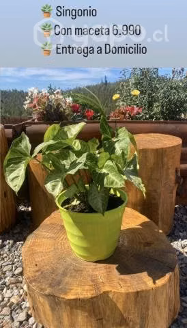Plantas ornamentales