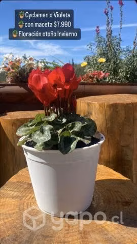 Plantas ornamentales