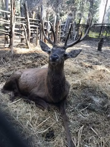Ciervos colorado macho