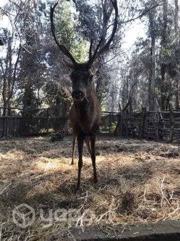 Ciervos colorado macho