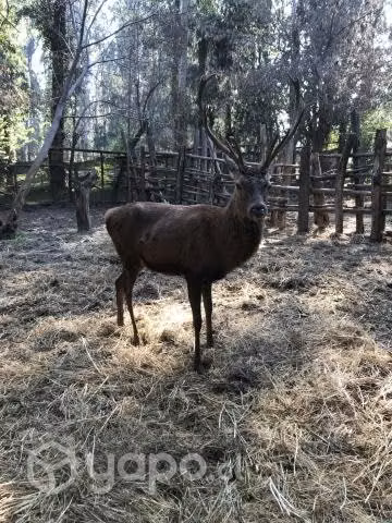 Ciervos colorado macho