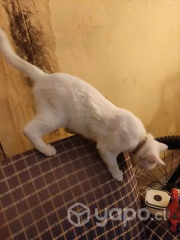 Regalo gatito