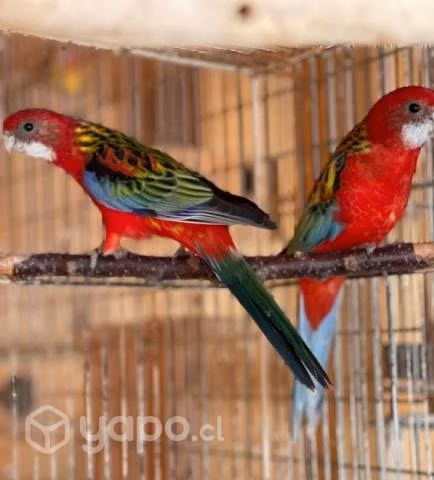 Rosella eximius