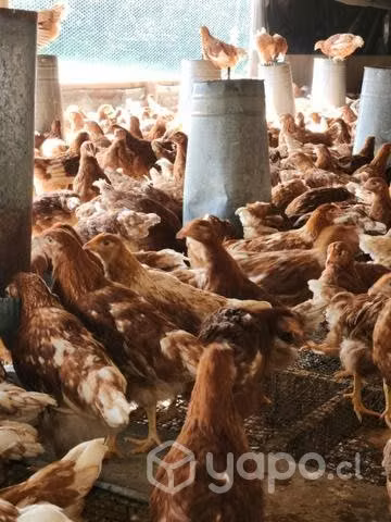 Gallinas ponedoras
