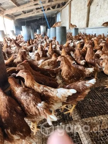 Gallinas ponedoras
