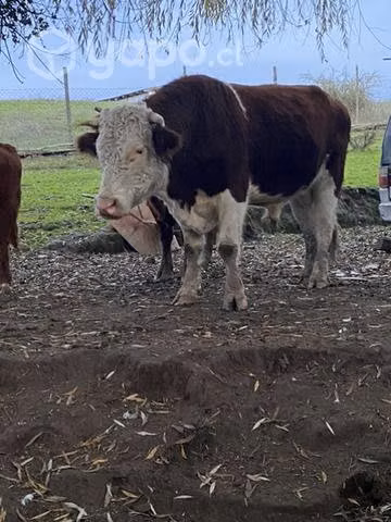 Toro hereford