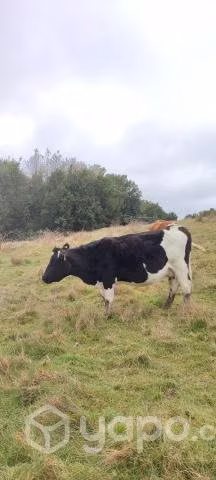 Vacas preñadas