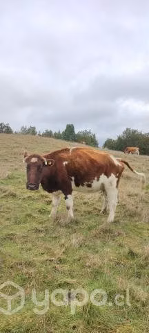 Vacas preñadas - Imagen 2