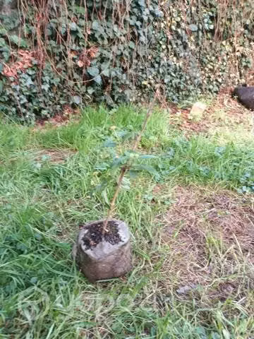 Plantas de exterior