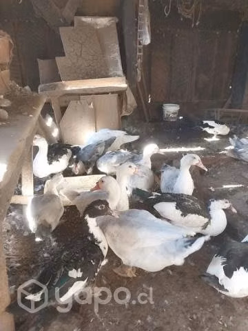 Patos muscovy