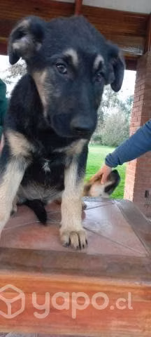 Se regalan perros de 3 meses