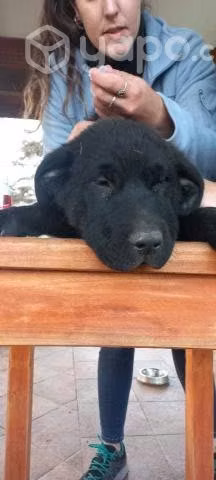 Se regalan perros de 3 meses