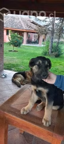 Se regalan perros de 3 meses