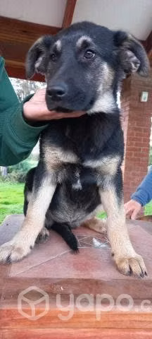 Se regalan perros de 3 meses