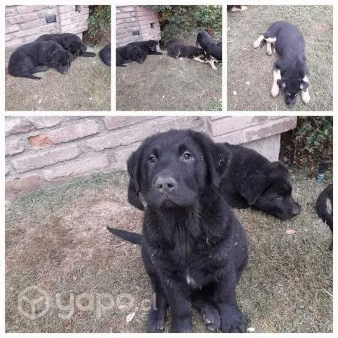 Se regalan perros de 3 meses